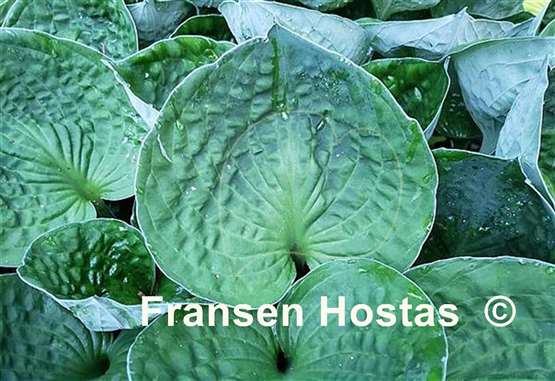 Hosta Hollywood Tin Cup